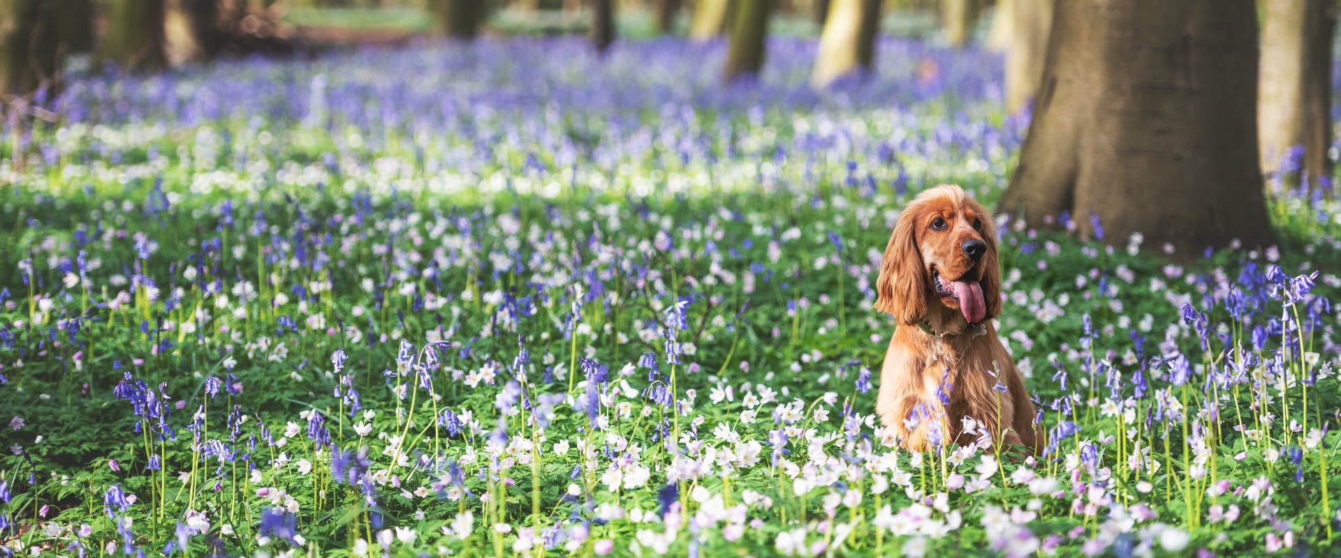 A dog sits in a forest surrounded by flowers. 