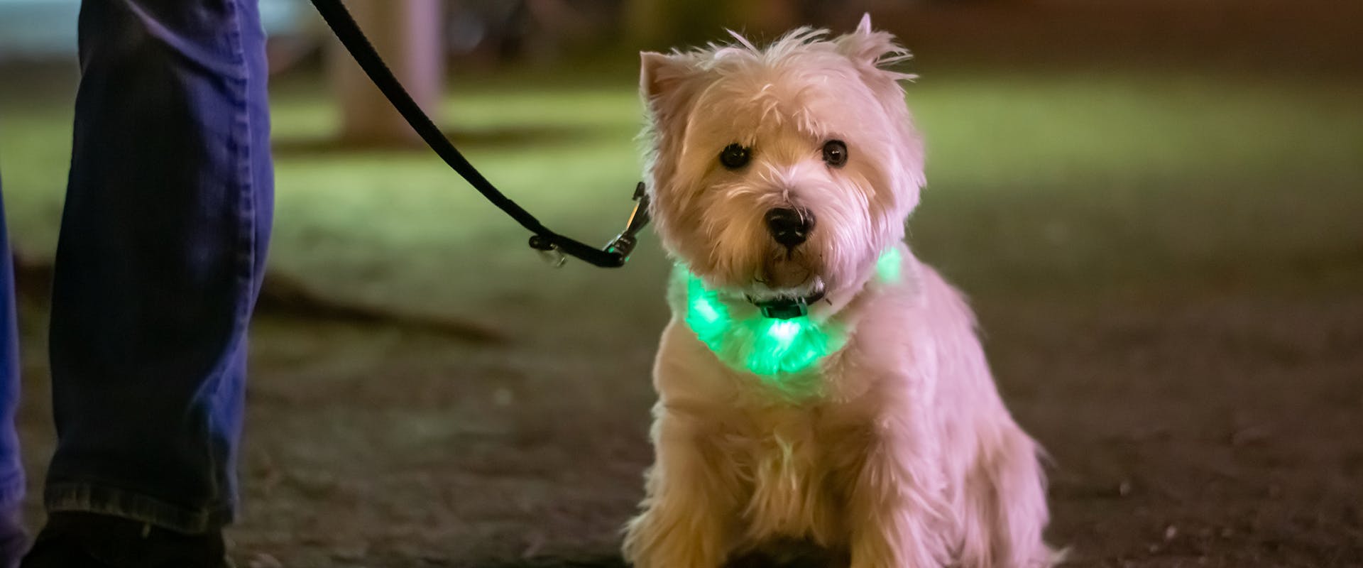 A small dog out on a nighttime walk, wearing a dog collar with light