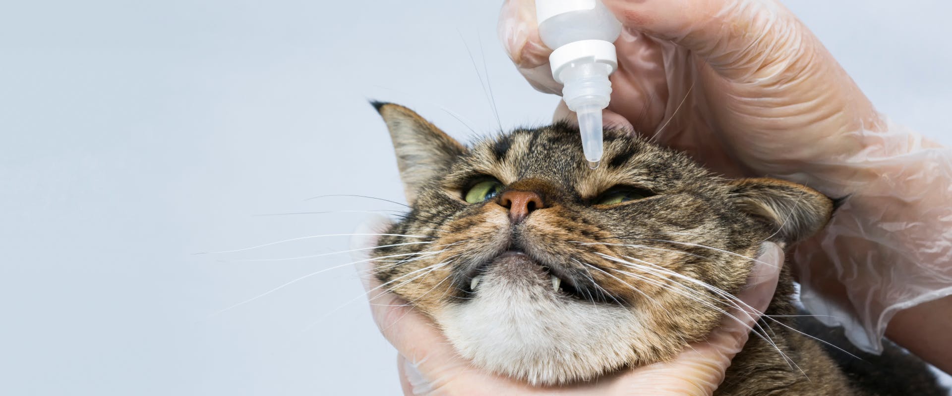 a tabby cat receiving eye drops in its left eye whilst its face is held by two gloved human hands