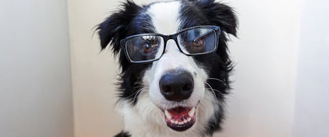A dog wearing a pair of glasses