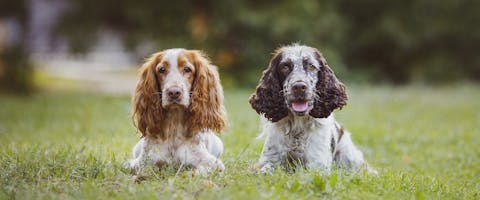 A Cocker Spaniel and a Springer Spaniel dog sitting side by side in some grass