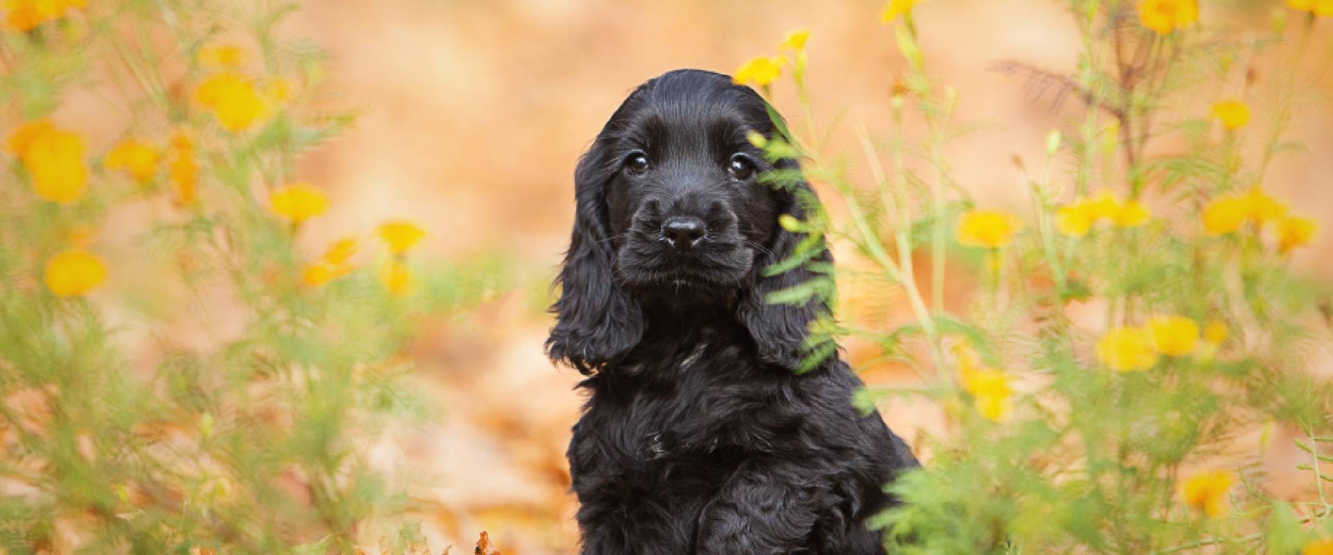 A black english cocker spaniel puppy in a field