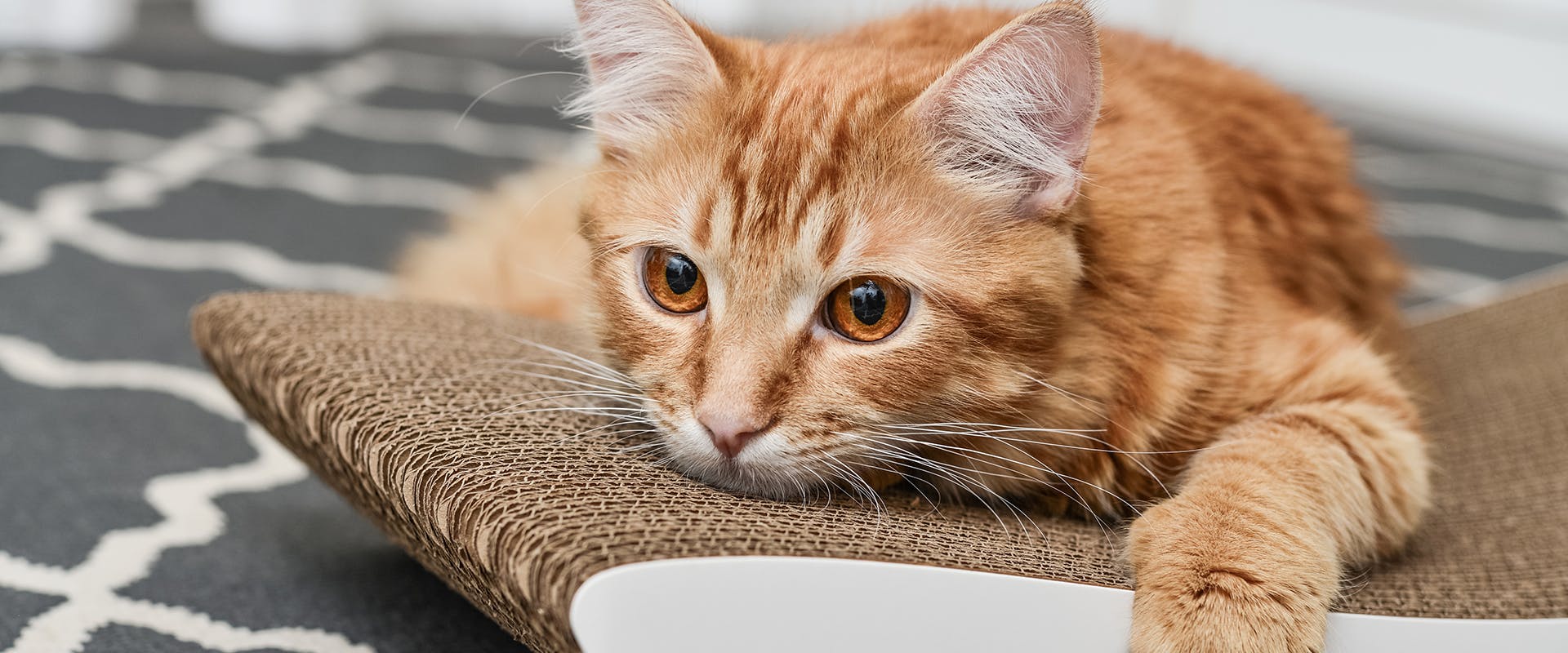 Popular cat names - a cute ginger kitten sitting on top of a scratching board