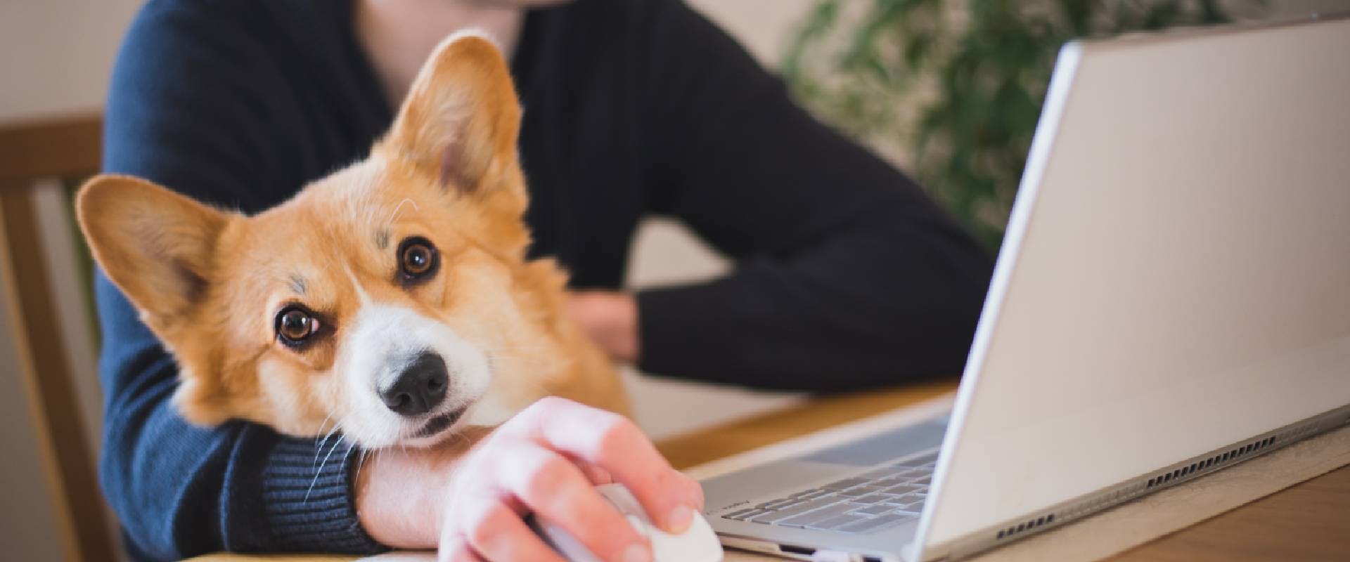 Corgi sat with person on a laptop