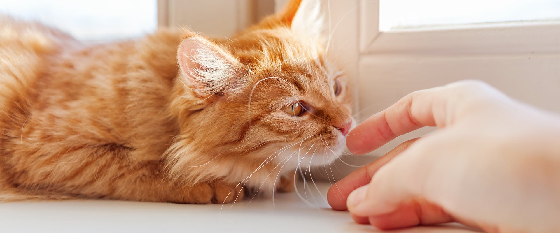 A cat sniffing a person's hand