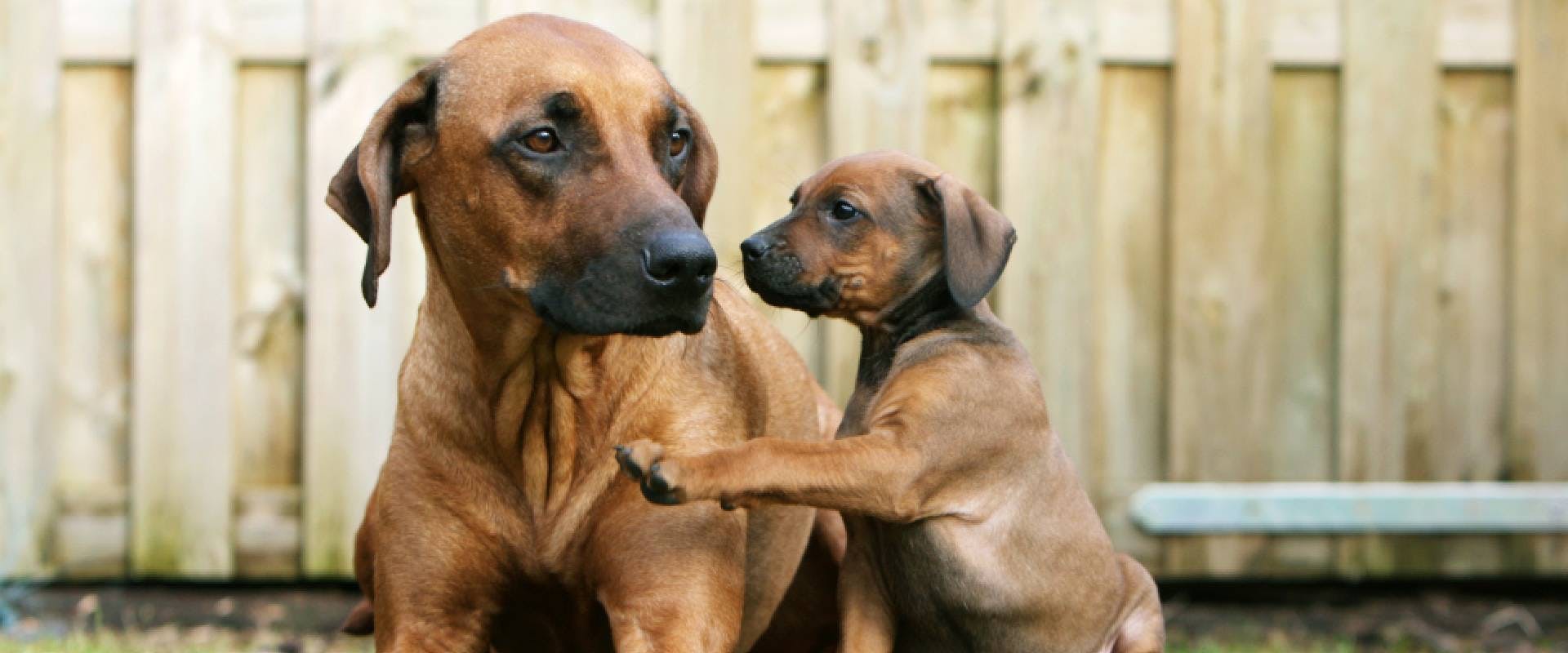 Rhodesian Ridgeback puppy with an adult