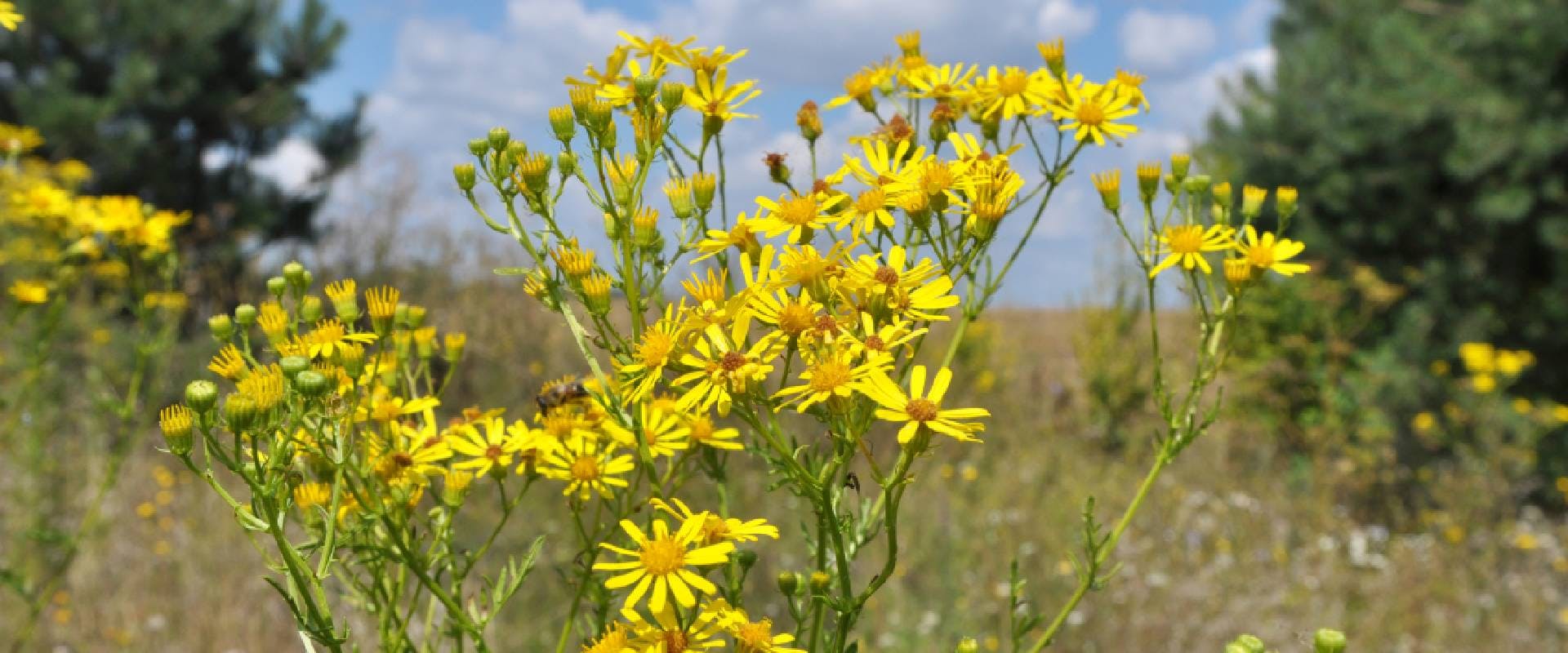 Ragwort (which is poisonous to dogs)