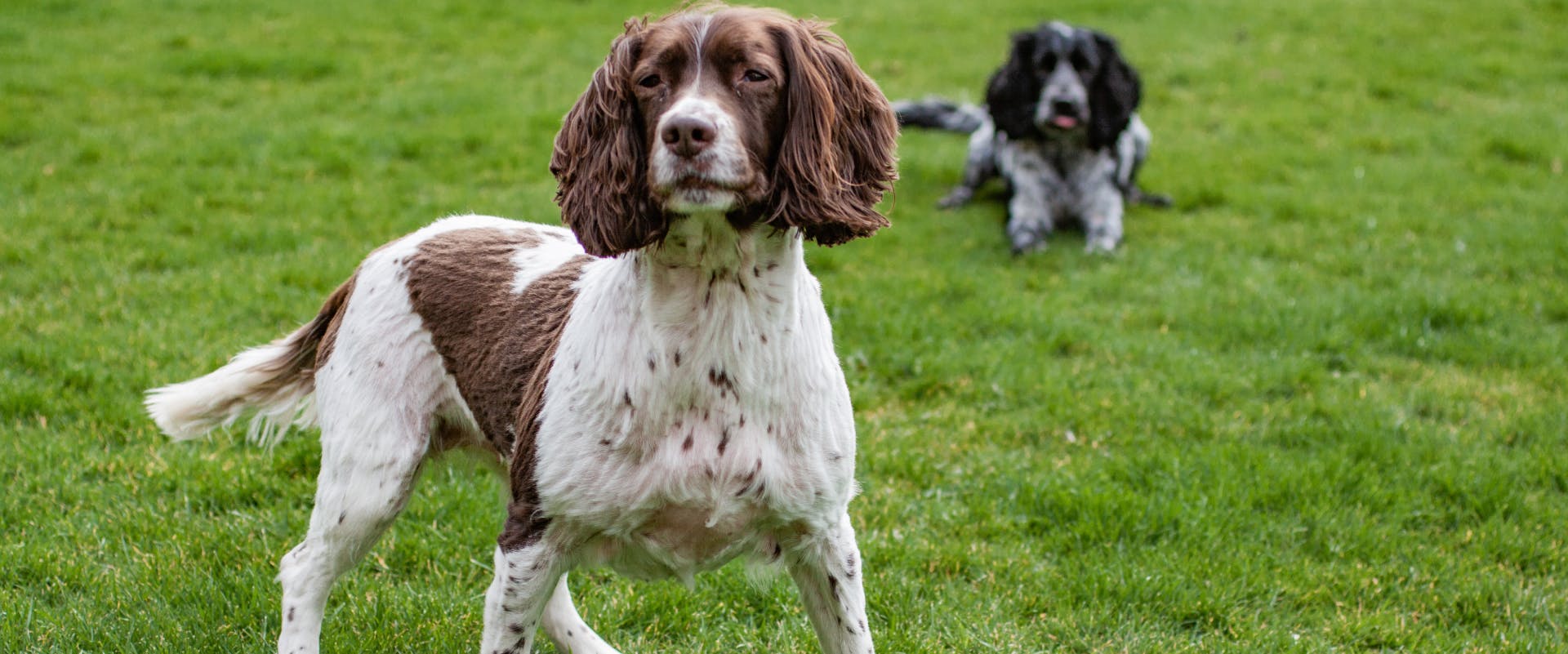 two spaniels waiting on a patch of grass