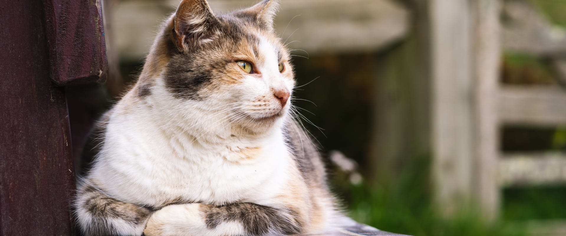 domestic shorthair calico cat sitting on a bench outside in a garden