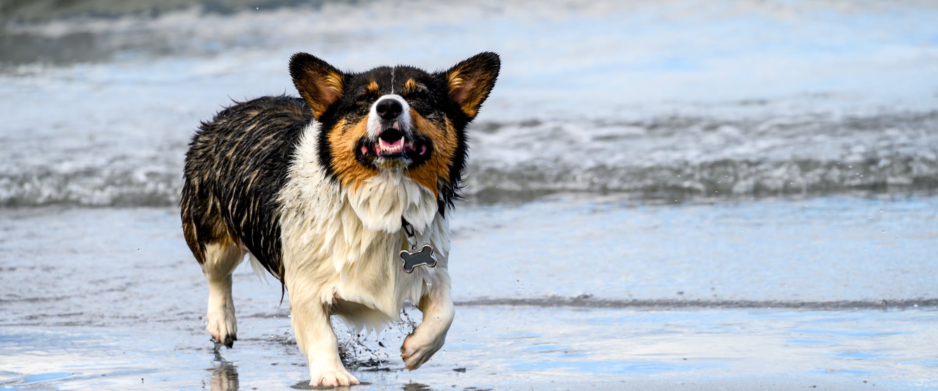 a soggy multicoloured corgie walking along a beach in Seattle on the verge of sneezing