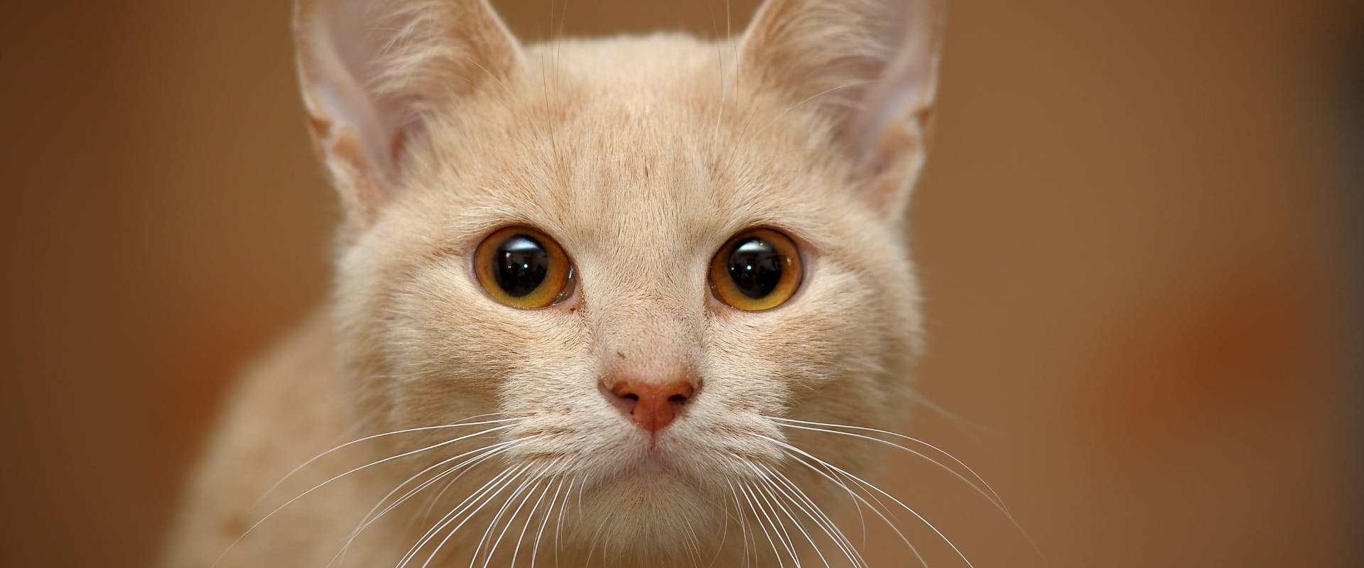 A cat with dilated eyes. 