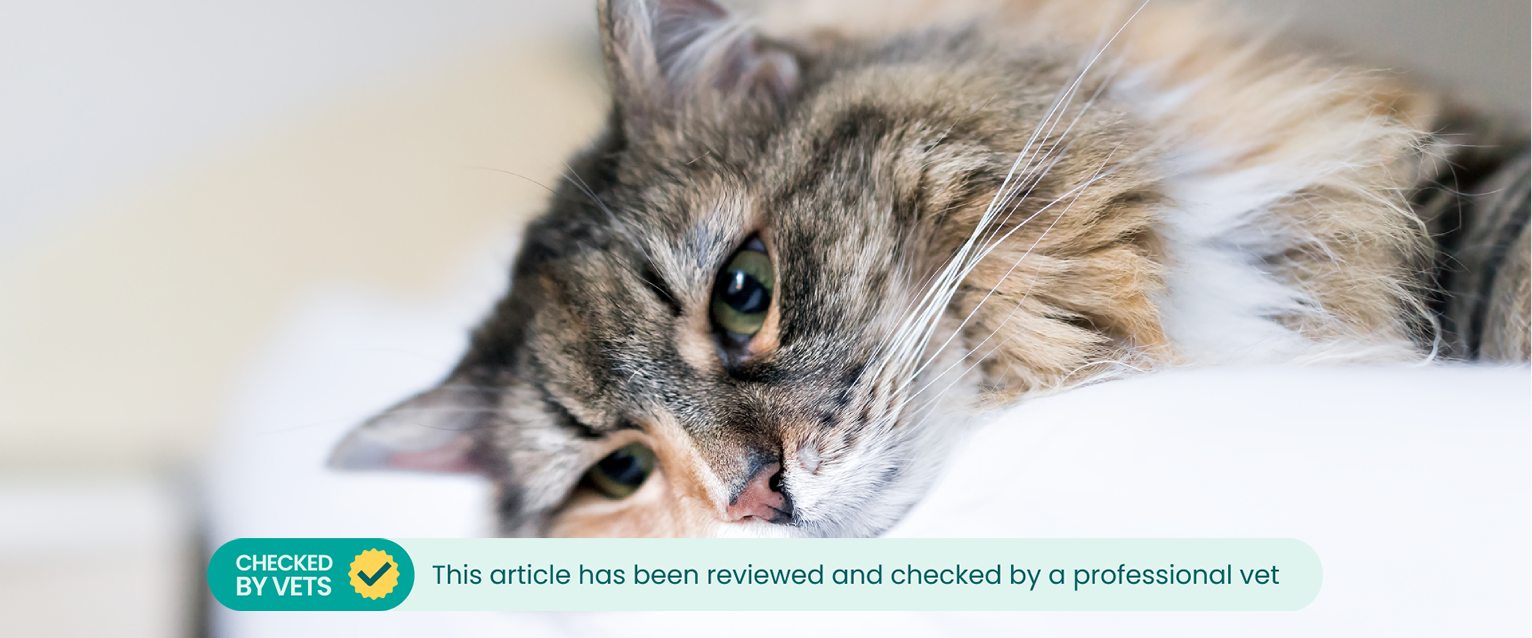 A cat laying down, looking bored