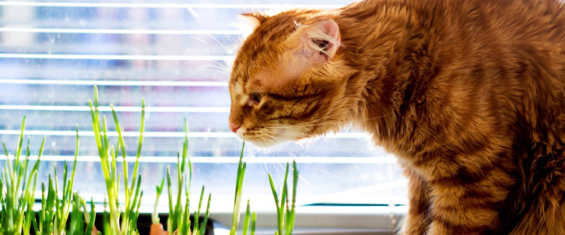 Red cat sniffing green onions