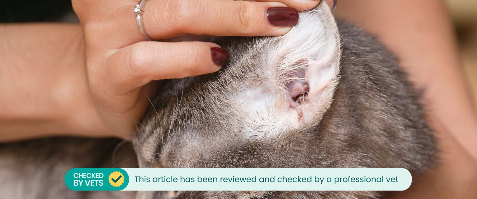 a woman with red nail polish holding a cat and showing the inside of its outside ear canal