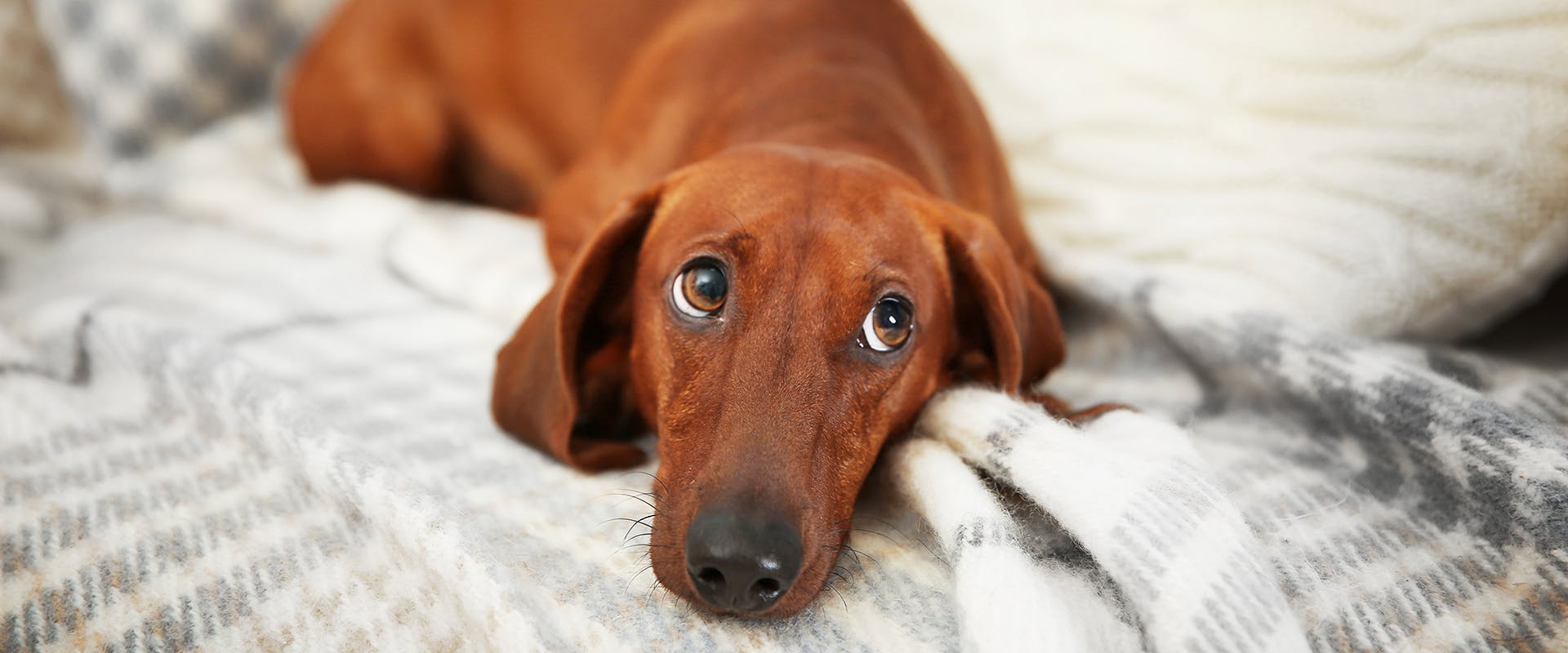 A Dachshund dog laying on a blanket