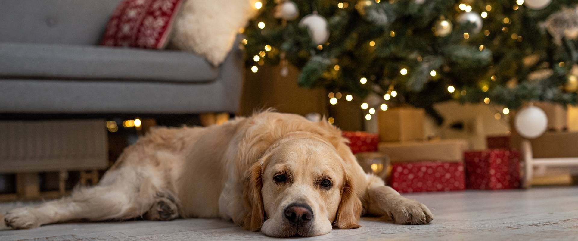 Golden Retriever laying in front of a Christmas tree