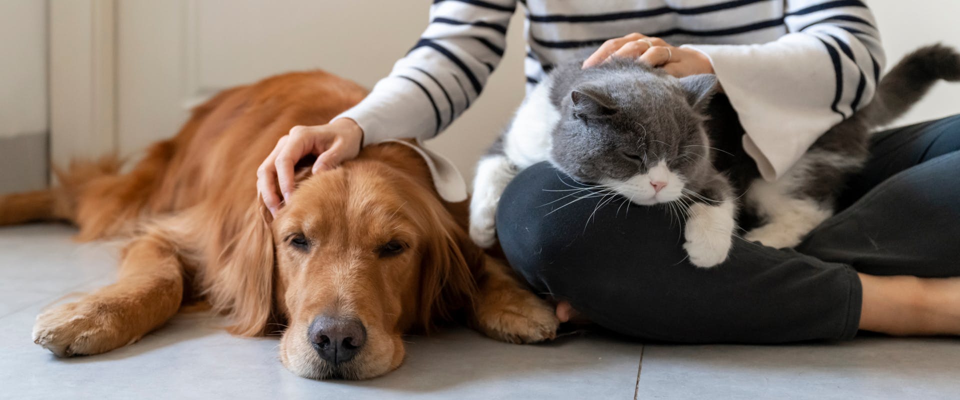 A house and pet sitter sits on the floor with a dog and cat.