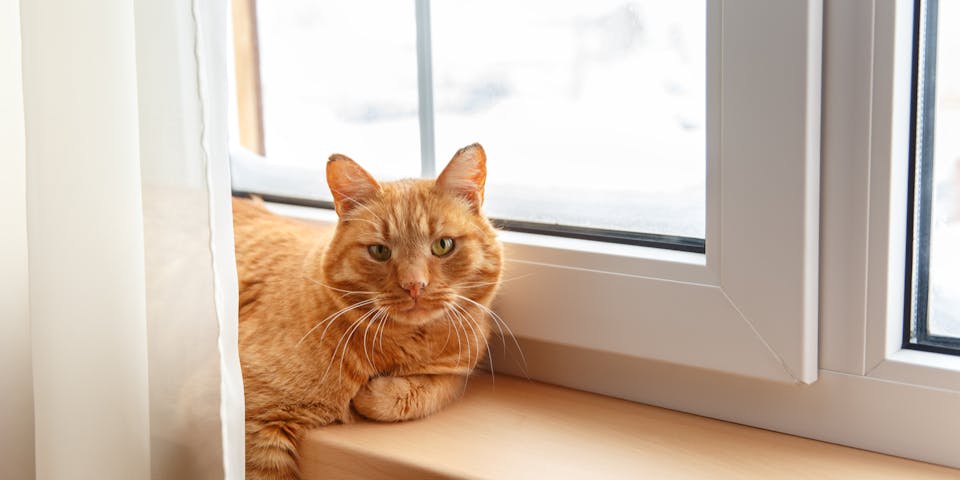 An orange cat sitting on a window ledge.