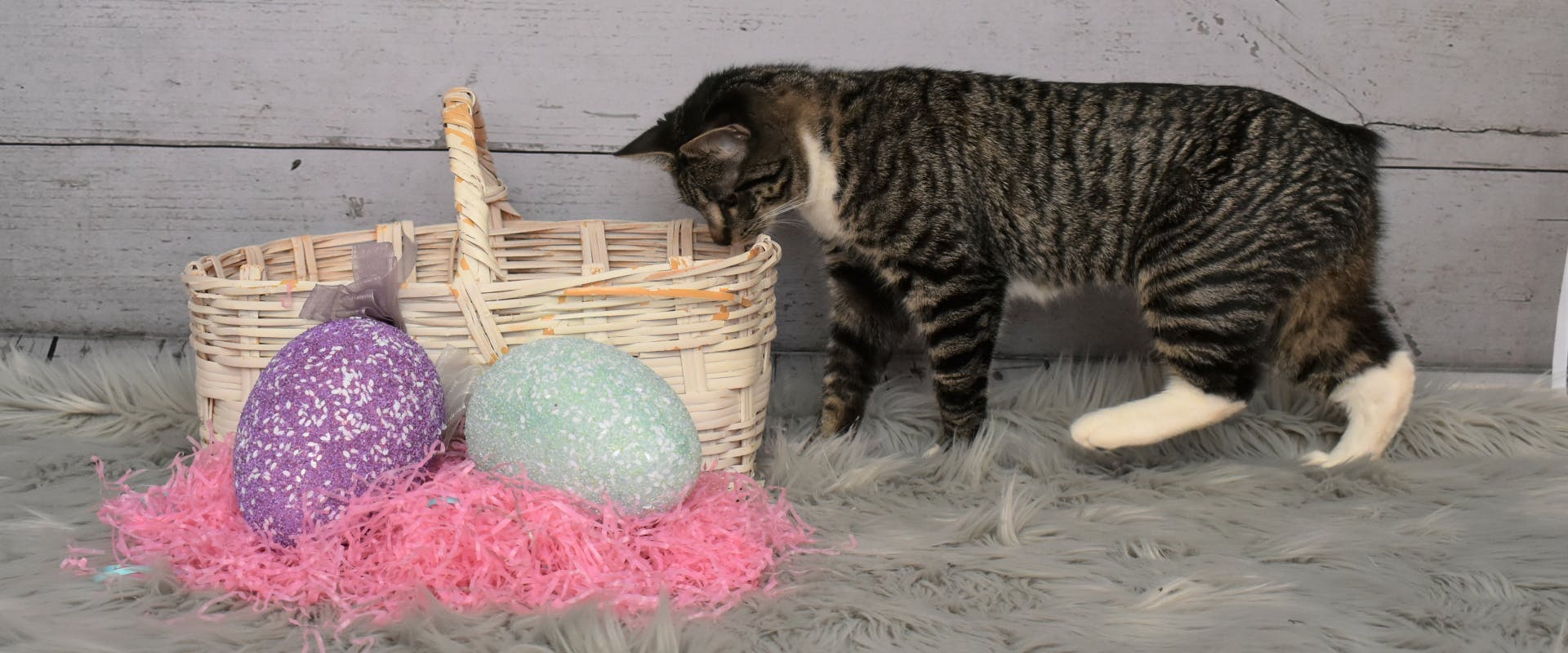 tabby manx cat looking into a whicker basket