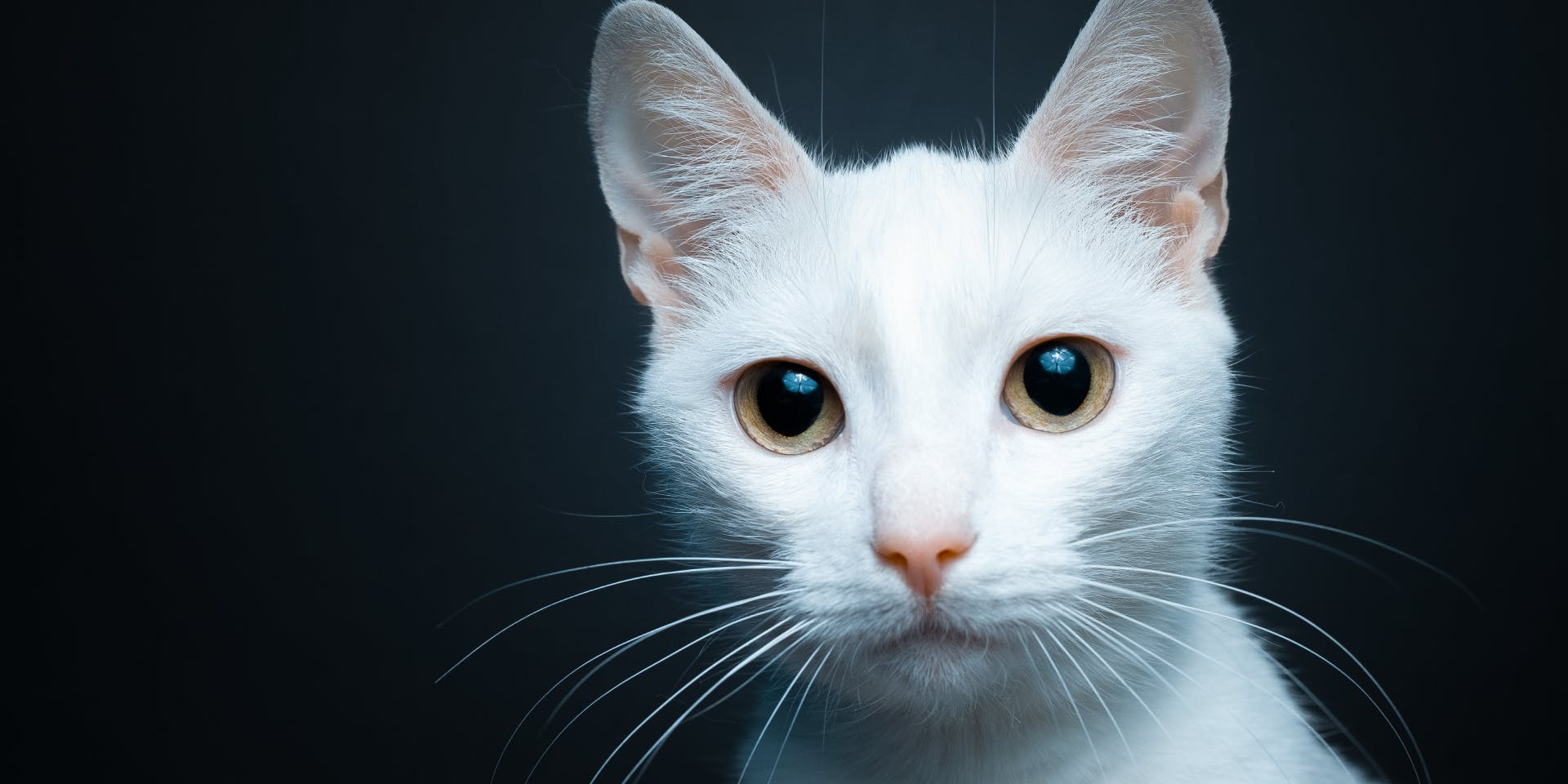 A short-haired white cat looking at the camera.