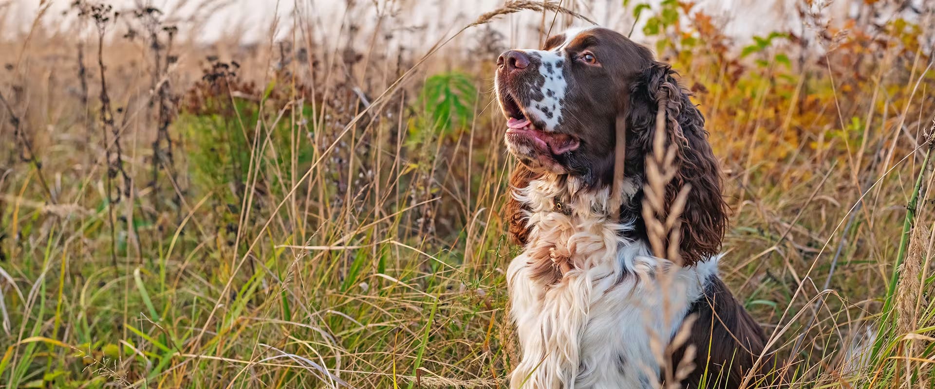 An English Springer Spaniel sitting in a field of long grass