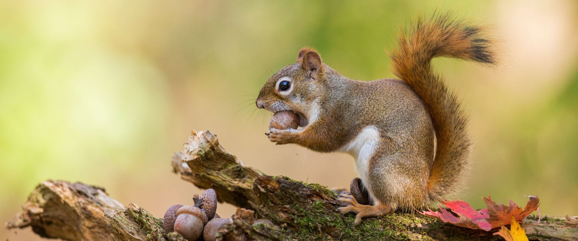 Squirrel eating acorns