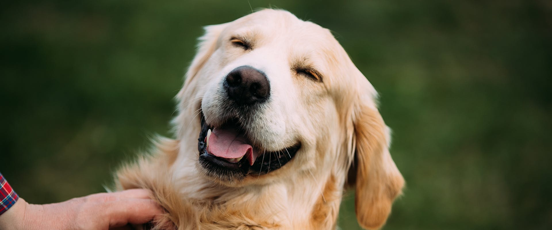 A happy yellow Labrador Retriever 