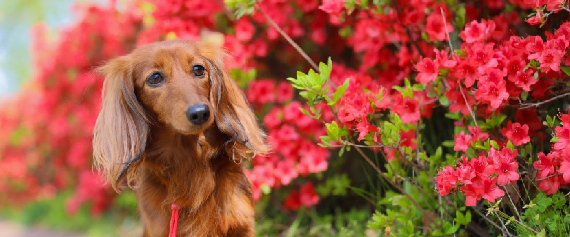Dachshund sitting in front of a Rhododendron bush