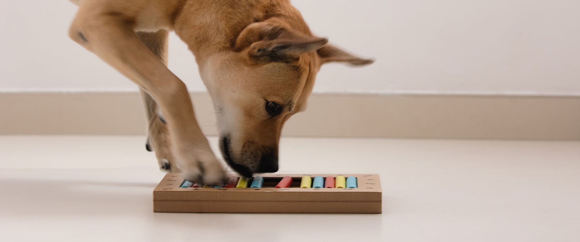 A dog playing with a dog treat dispenser toy