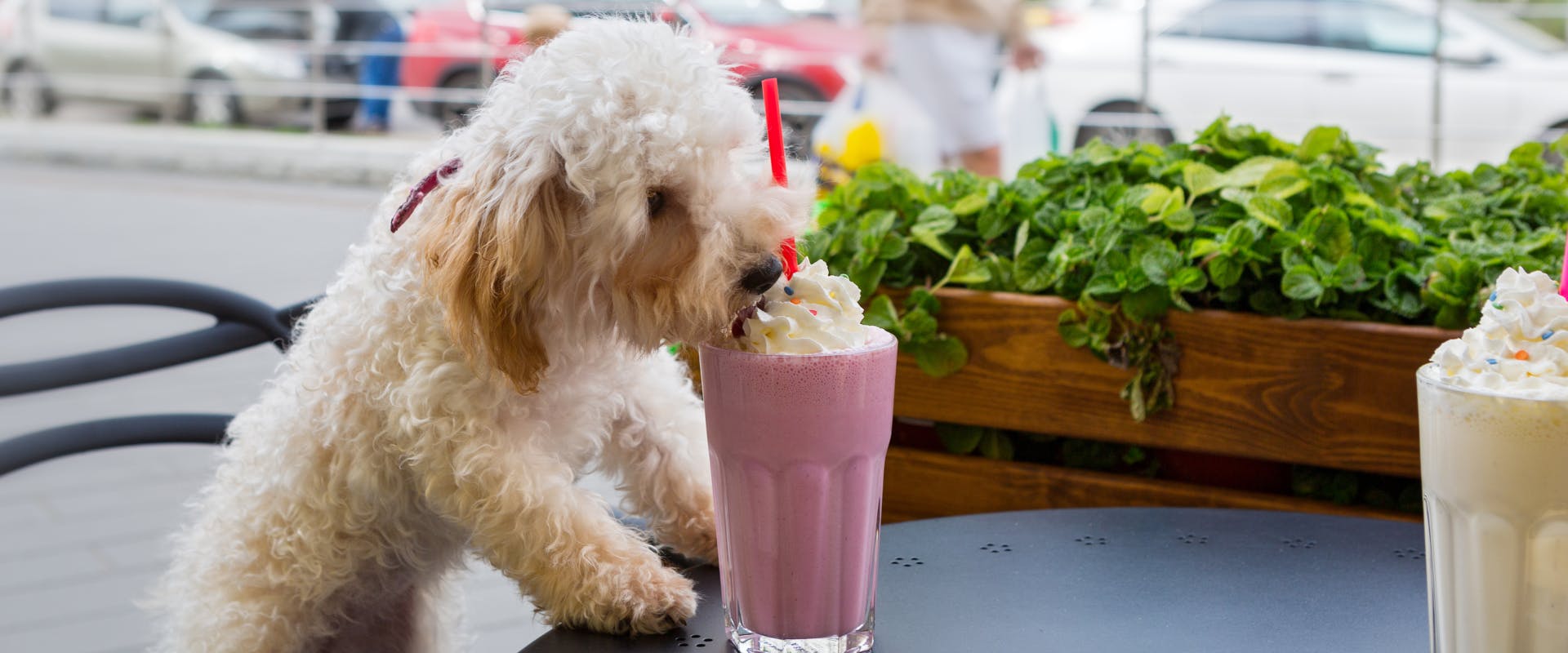 small poodle enjoying a milkshake drink in a beer garden