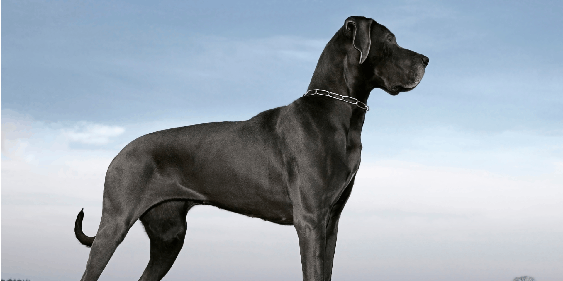 HOT Great Dane Extra Large Breed Dogs Dog Breeds Great Dane