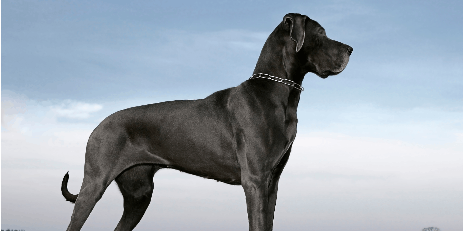 Big black dog with sky background.