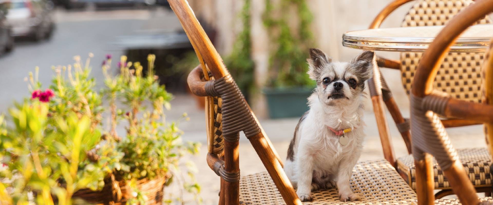 Chihuahua sat in a dog-friendly bar