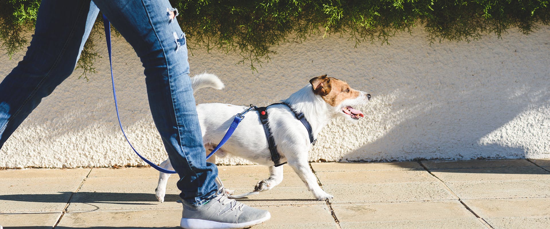 A person walking a dog on a lead