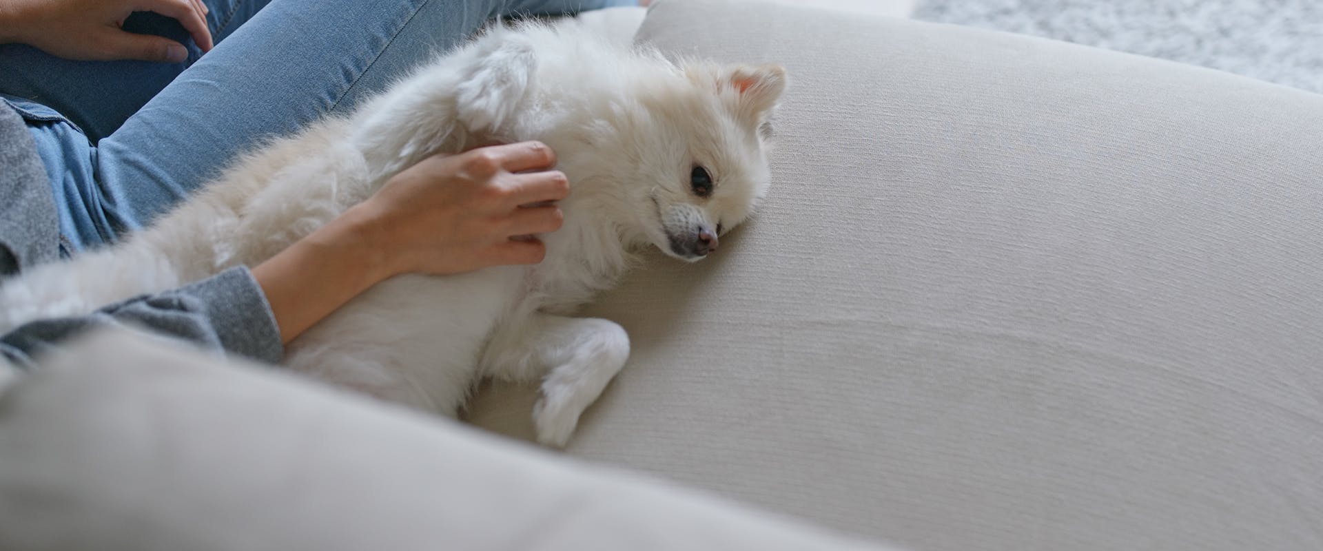 A Pomeranian puppy laying on its back on a grey sofa, a hand coming down to stroke its tummy