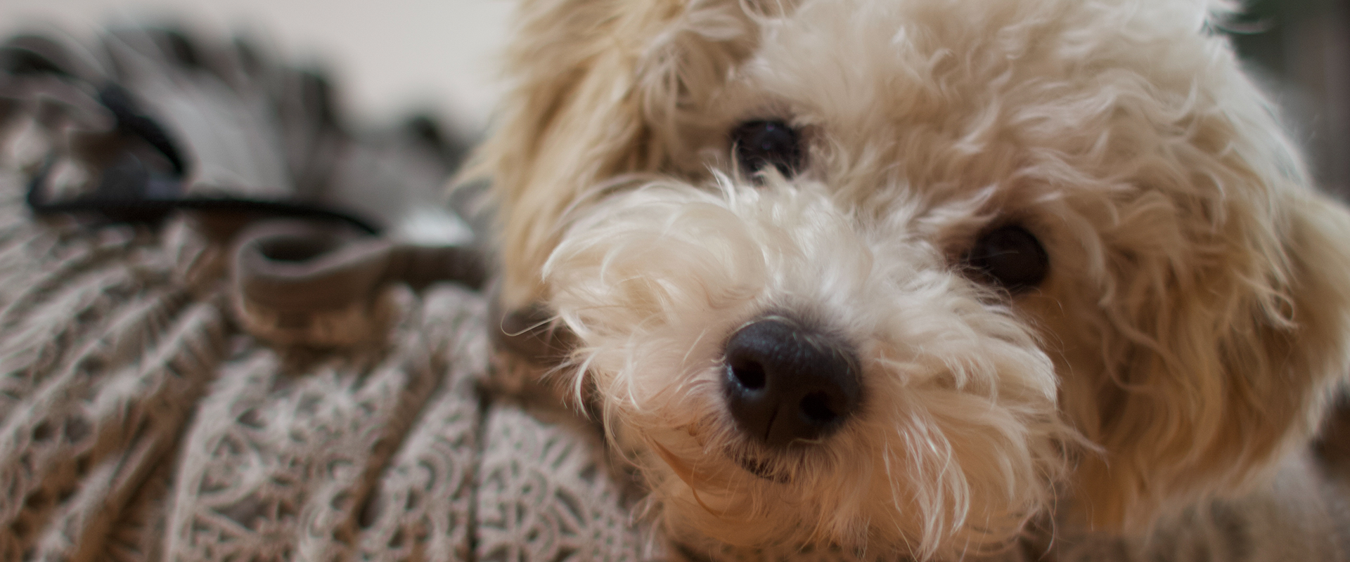 A cute Poochon puppy laying on a blanket, looking directly at the camera