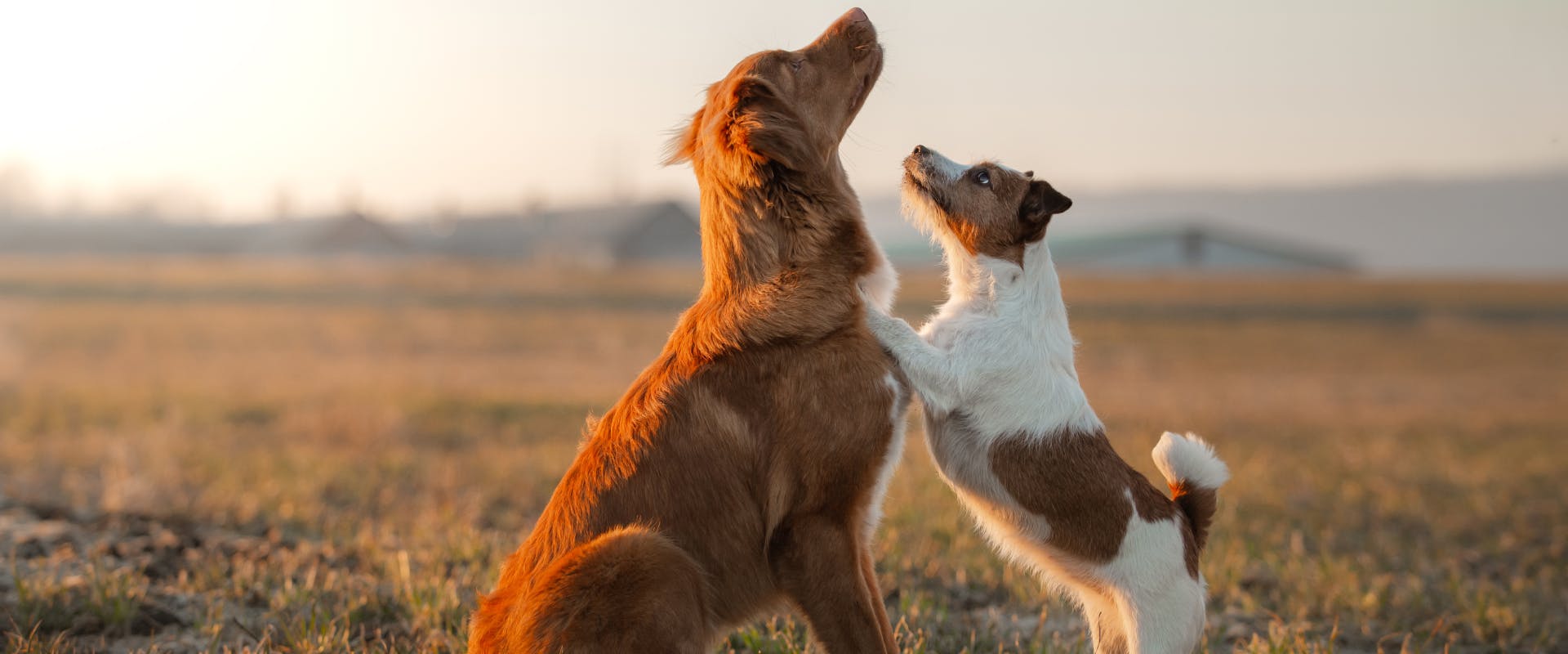 a small dog breed and large dog breed playing together in a field