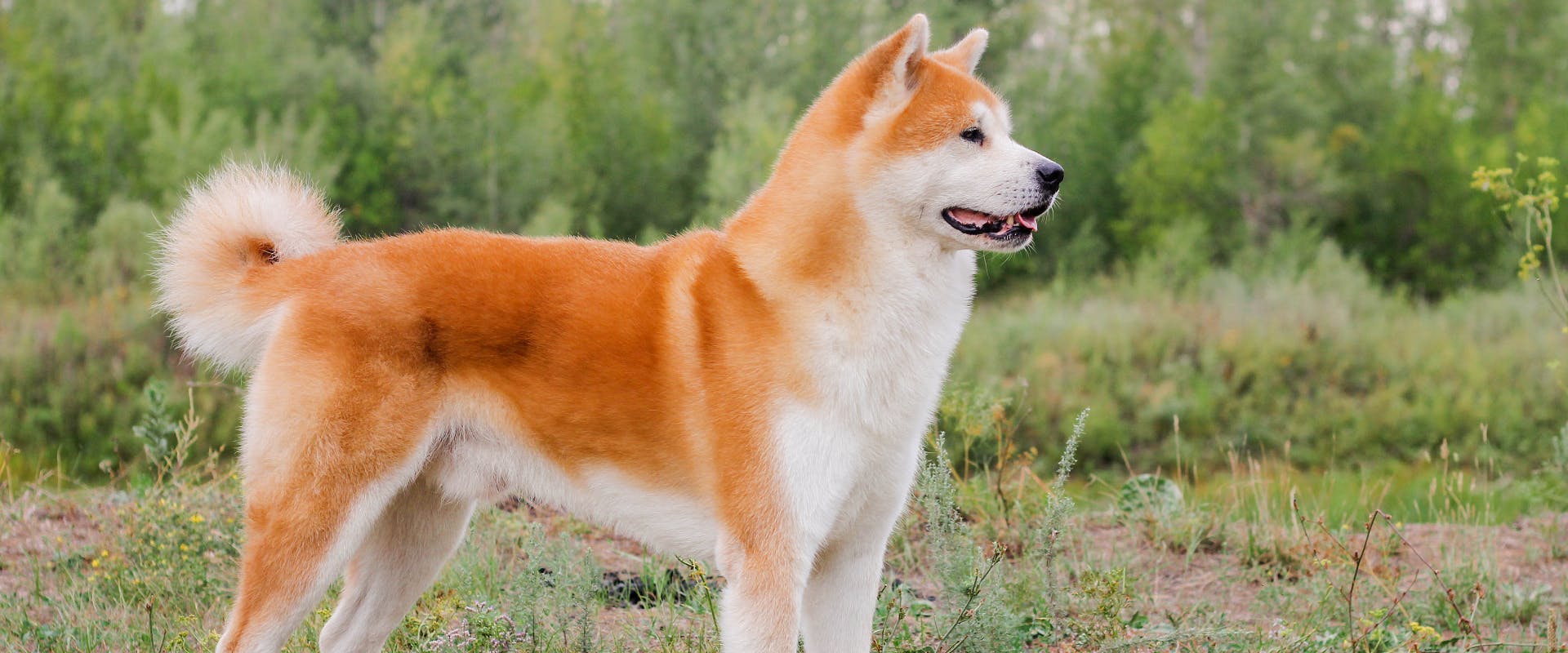 a Japanese Akita standing to attention in a grassy woodland area