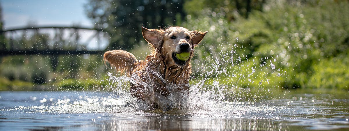 A Golden Retriever running through a shallow lake with a tennis ball in his mouth 