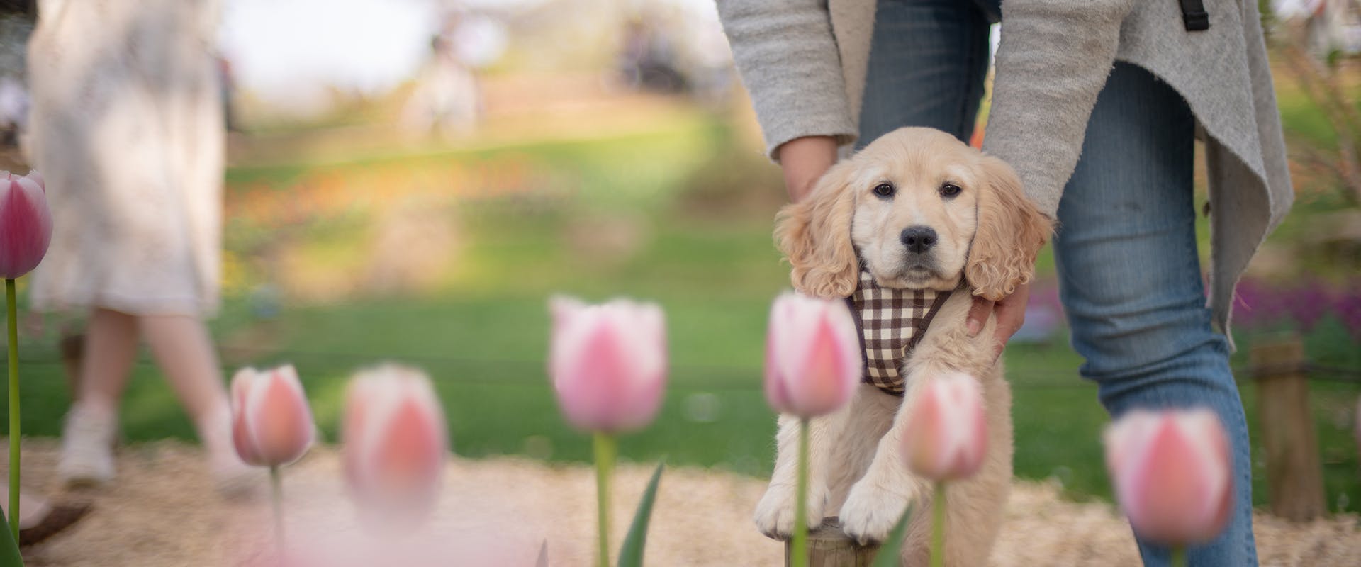 A person holding a small puppy in front of a bed of tulips while out on a walk