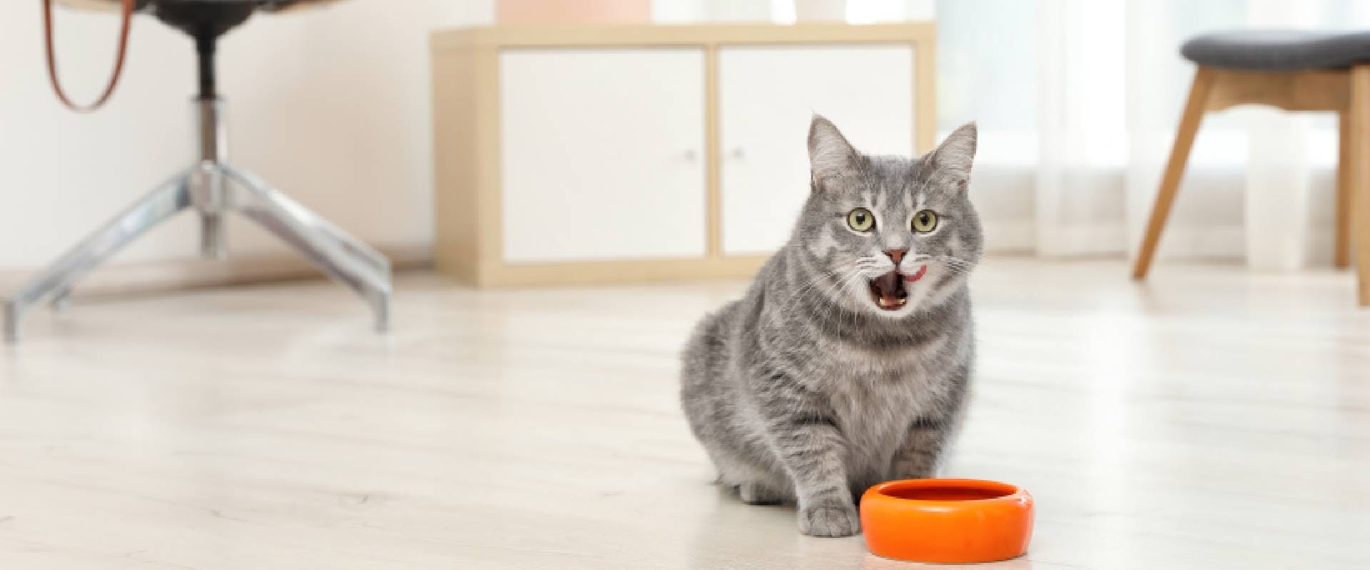 Gray cat eating from an orange bowl