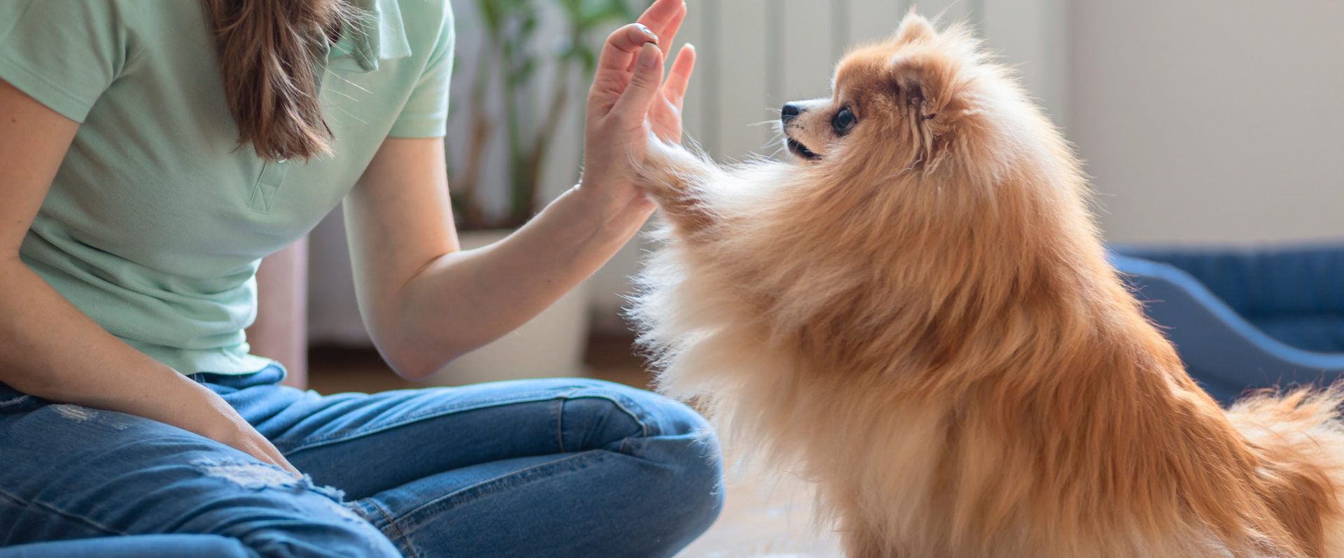 Boy Dog Names | TrustedHousesitters.com