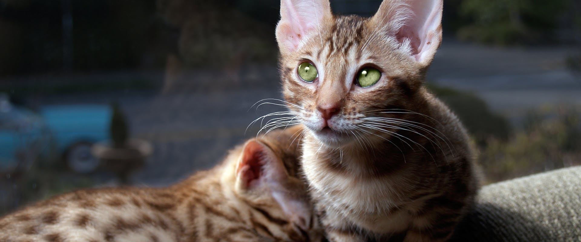 Two cute Ocicat kittens