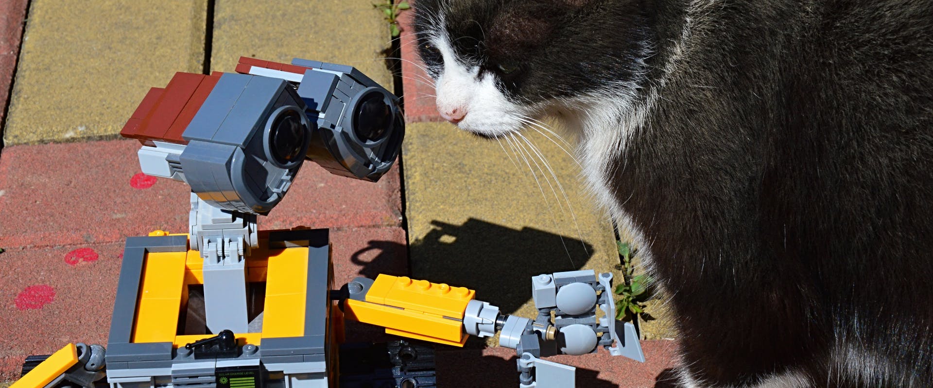 tuxedo cat sniffing a lego robot of Walle