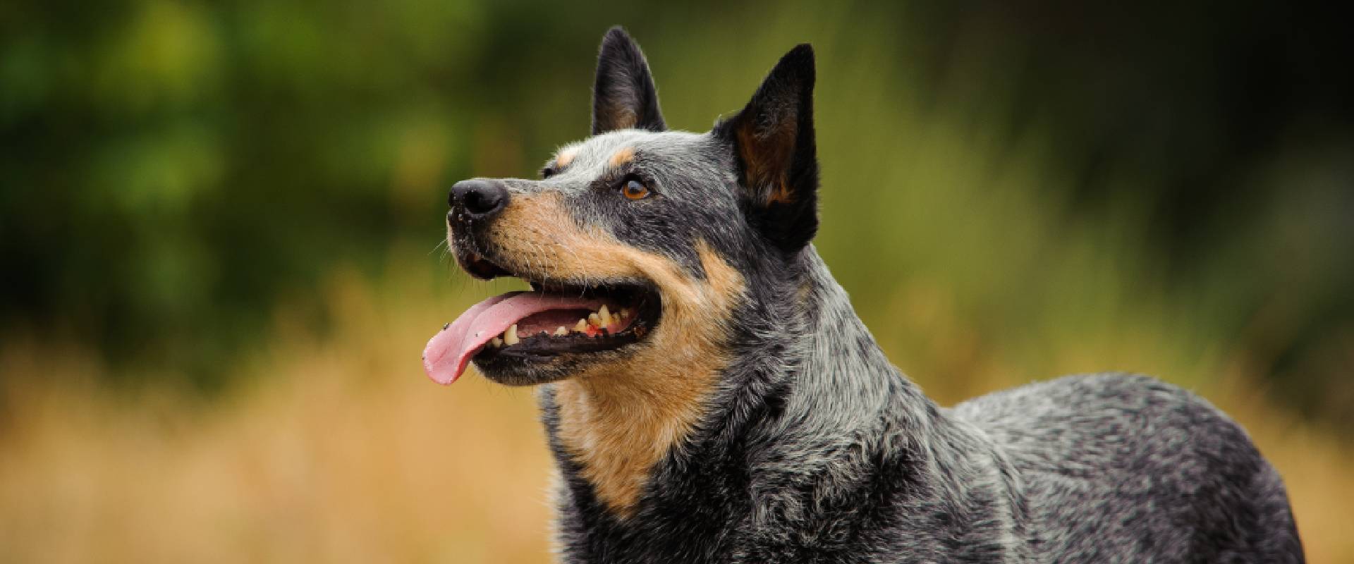 Australian Cattle Dogs Facts