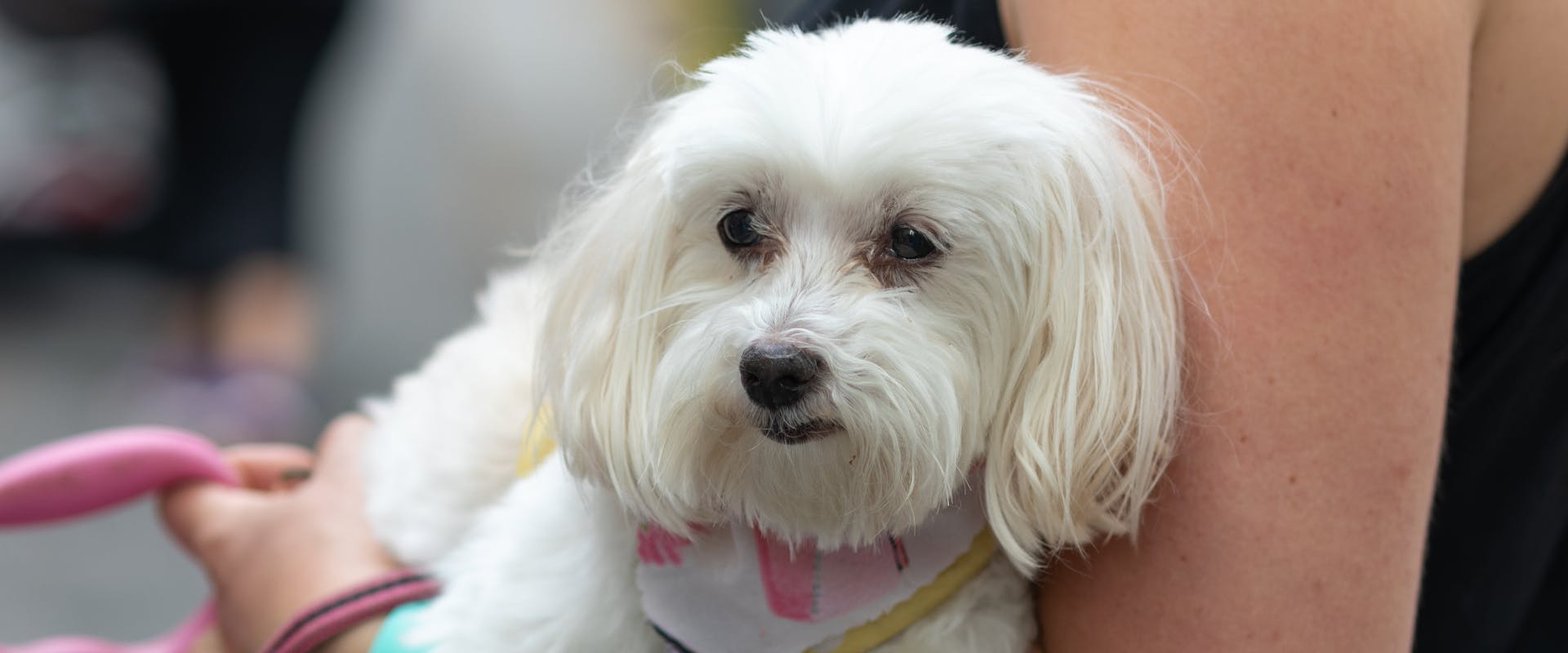 small white maltese dog being held by a person sat down outside
