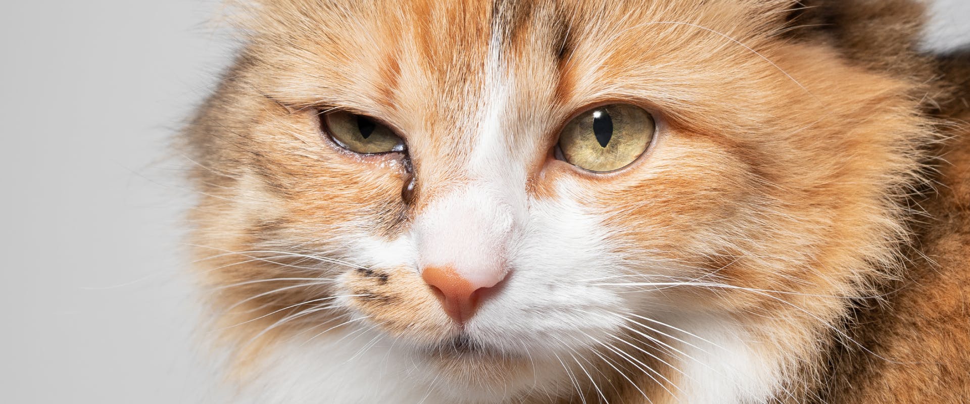 a long haired ginger and white cat with brown cat eye discharge next to its right eye
