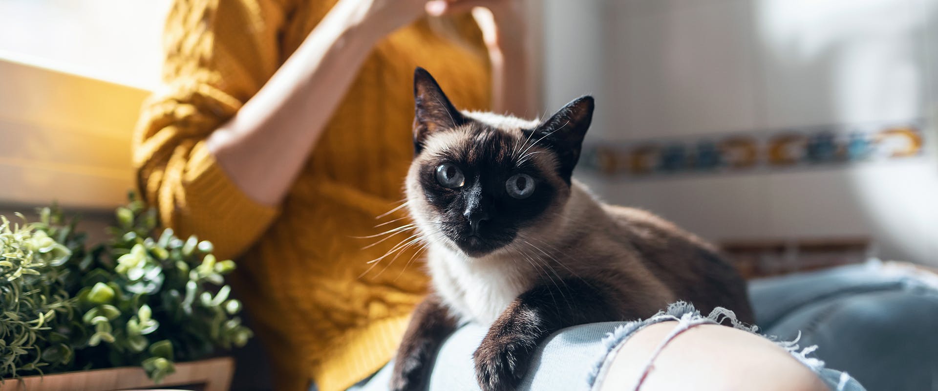 A Siamese cat sitting on a woman's lap