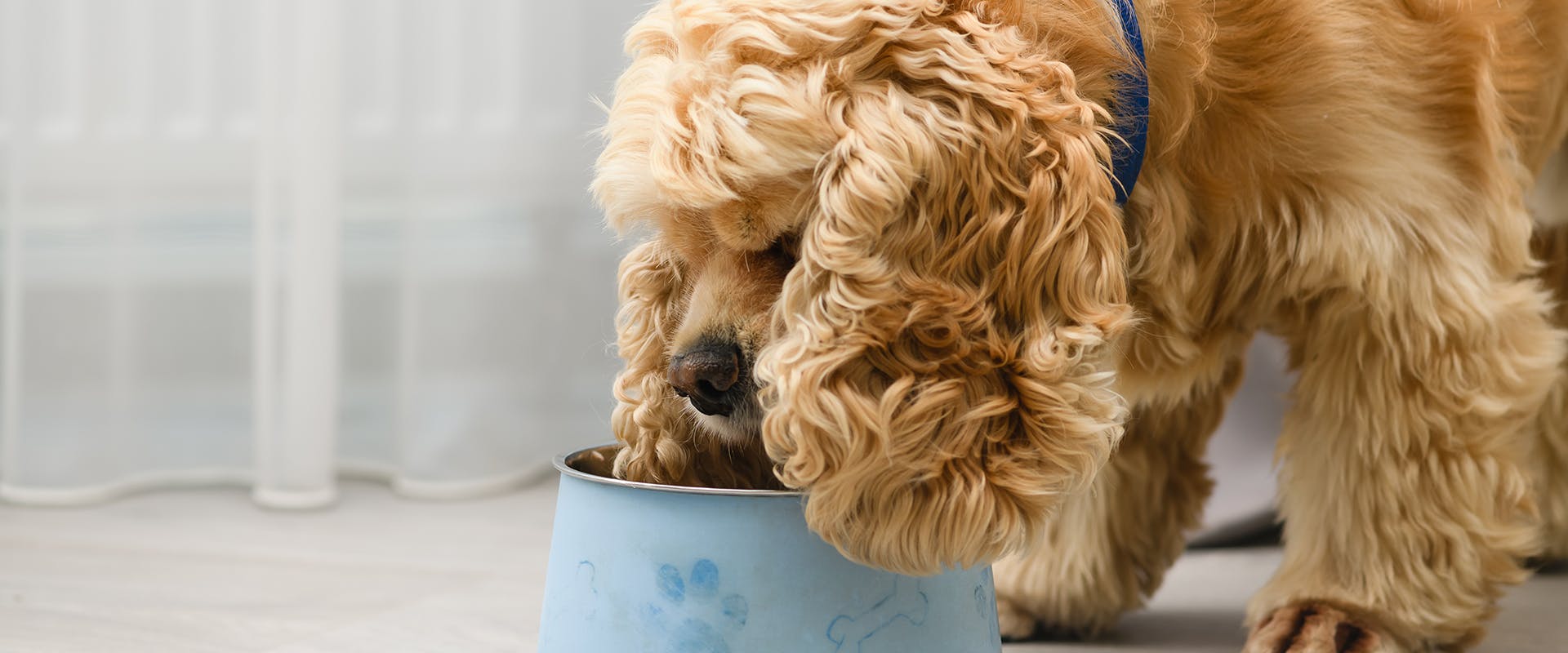 How much should I feed my dog? A fluffy dog eating from a blue dog bowl