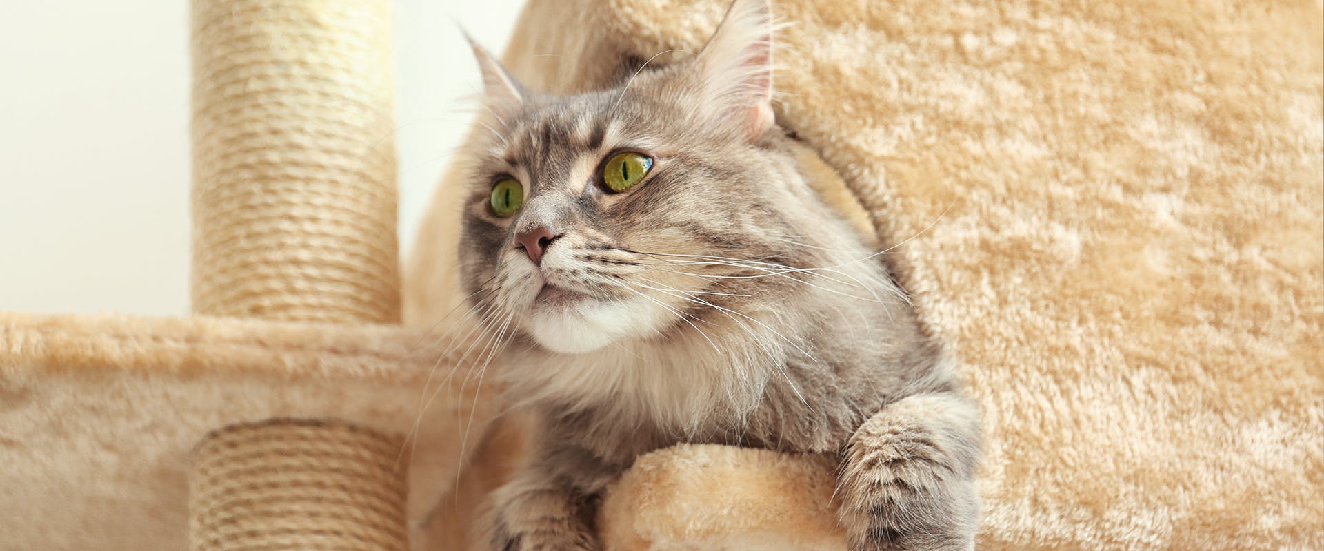 A large cat sitting in a compartment of a large modern cat tree